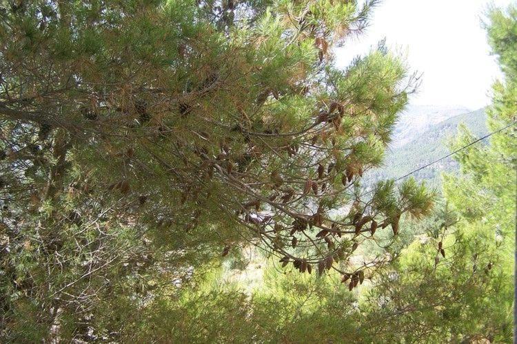 Apartament Cortijo Del Alcazar Alcaucín Pokój zdjęcie